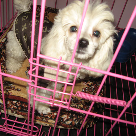 Ȯչʾ