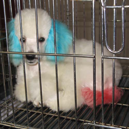 Ȯչʾ