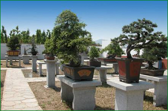 石家庄公园景点石家庄旅游出行石家庄石家庄植物园盆景艺术高清图片