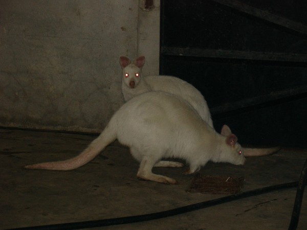 ³Ա